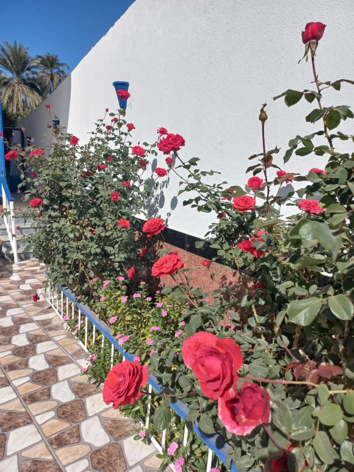 Villa Kaslan Apartments Луксор Екстериор снимка